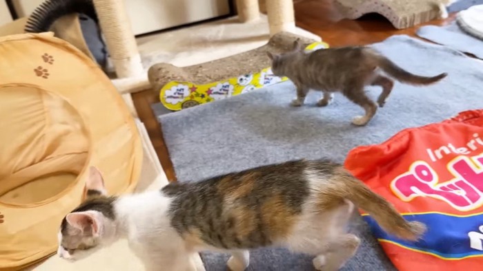 お部屋の中を歩くふたり