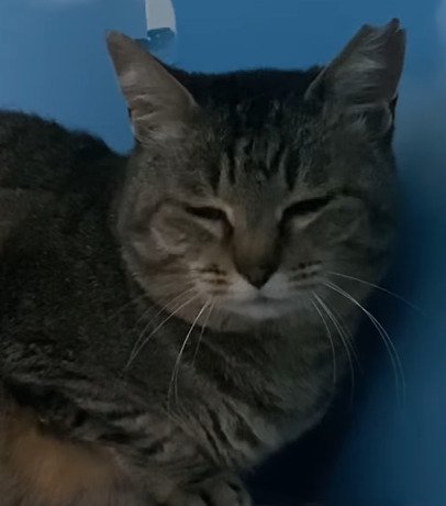 目を閉じる猫