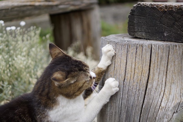 爪とぎをする猫