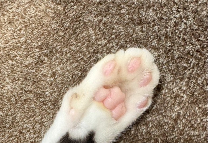 肉球