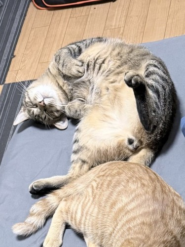 体をくねらせてへそ天するキジトラ