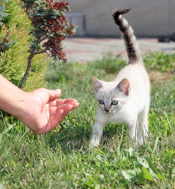 尻尾を立てて歩く白い子猫