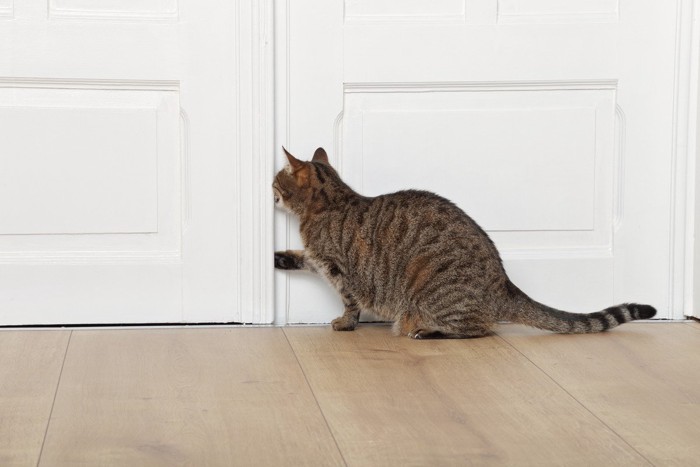ドアのすきまに前足を入れる猫
