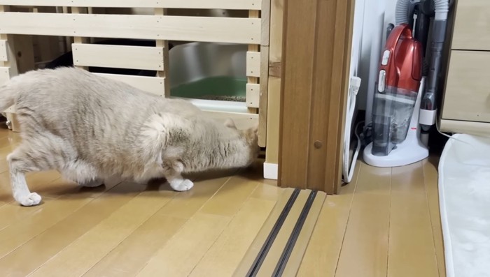 覗き込むひのきちゃん