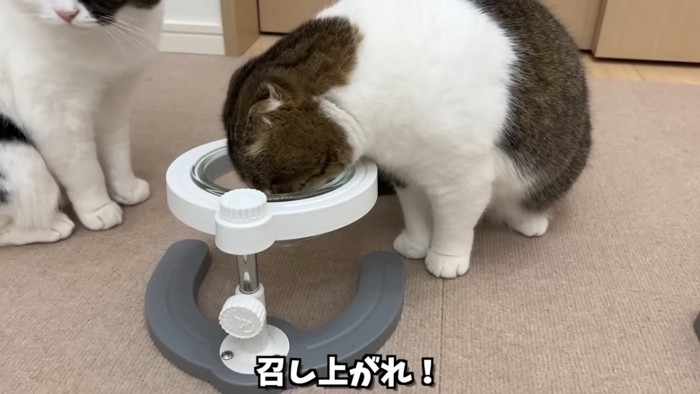 お皿に顔を入れる猫