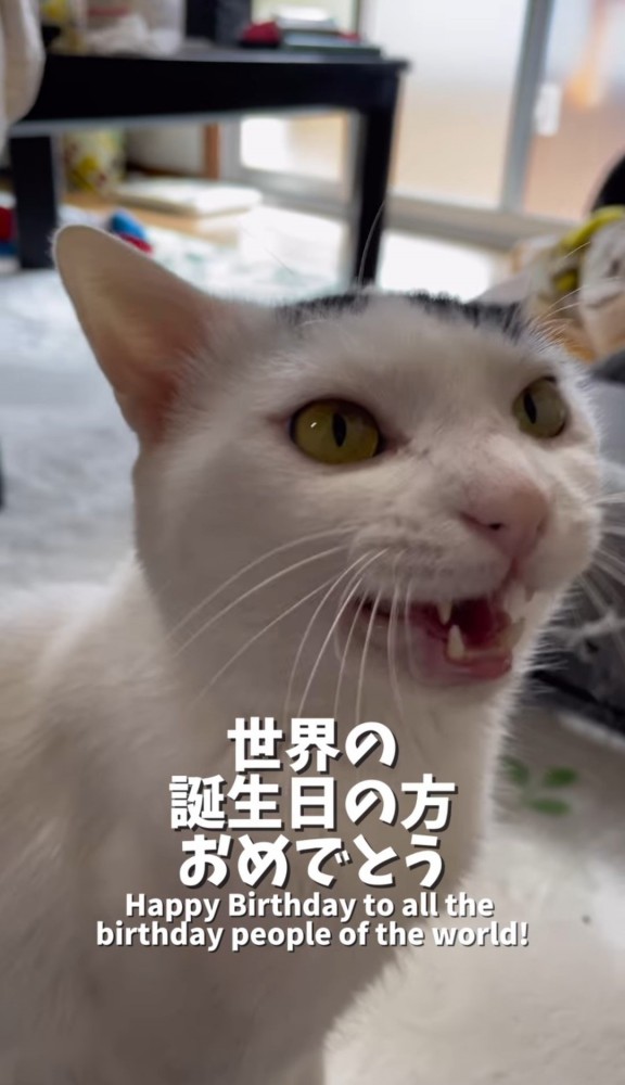 口を開ける猫