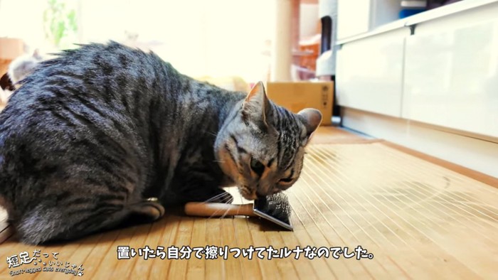 床のブラシに顔を近づける猫