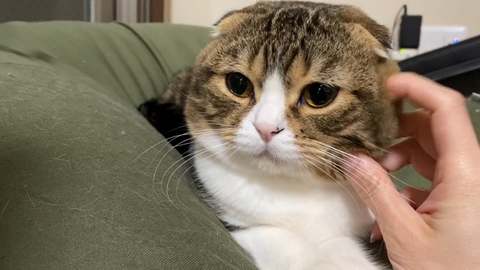顔をなでられる猫