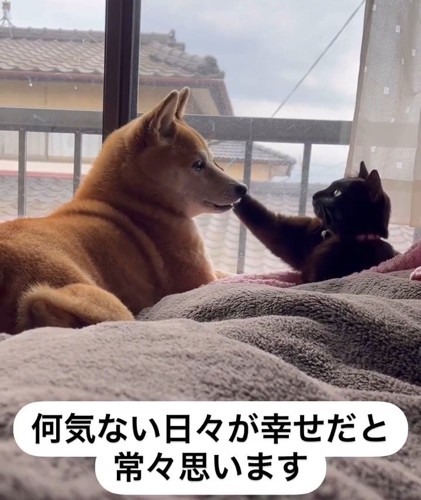 犬の顔に触る猫