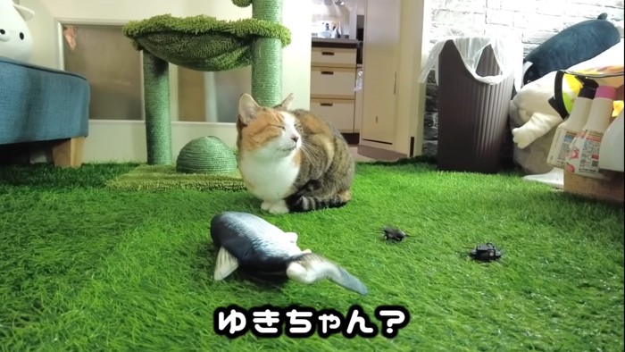 座って返事をする猫