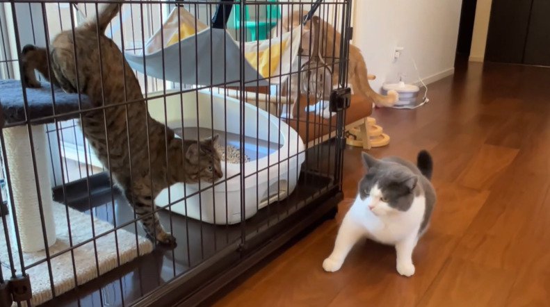 ケージ越しに対面する2匹の猫
