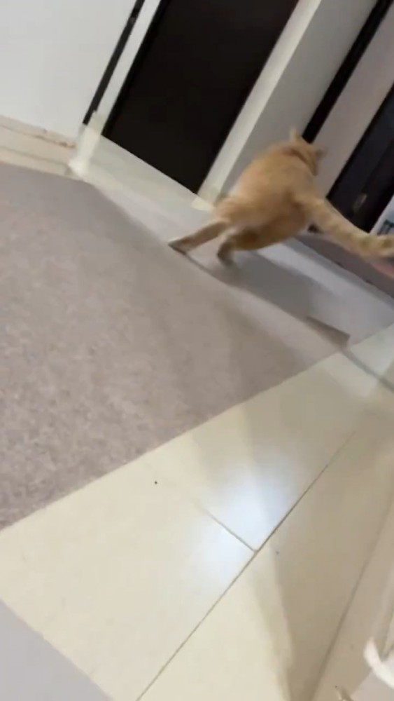 逃げる猫