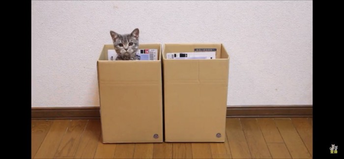 箱から覗く猫