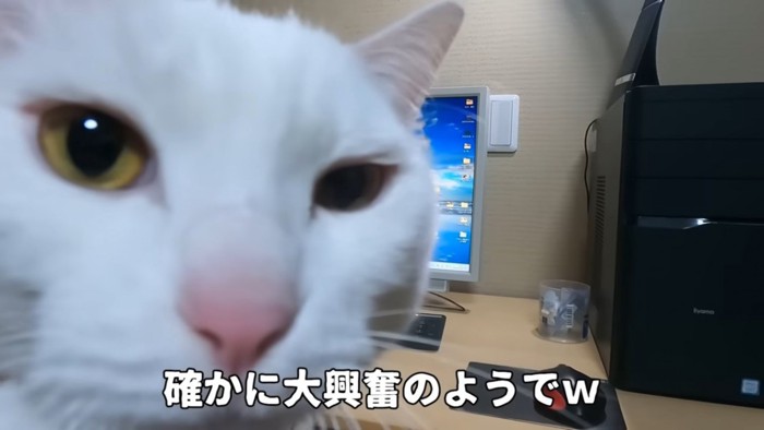 こっちを向くどアップの猫の顔