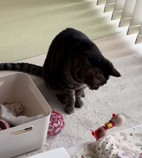 赤ちゃんに近い猫がオモチャを見つめている