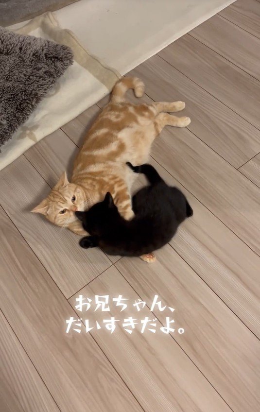 毛づくろいをしている猫と子猫