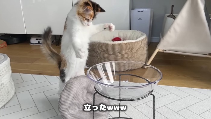 立った