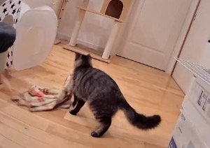 ブランケットを咥えて座る場所を探す猫