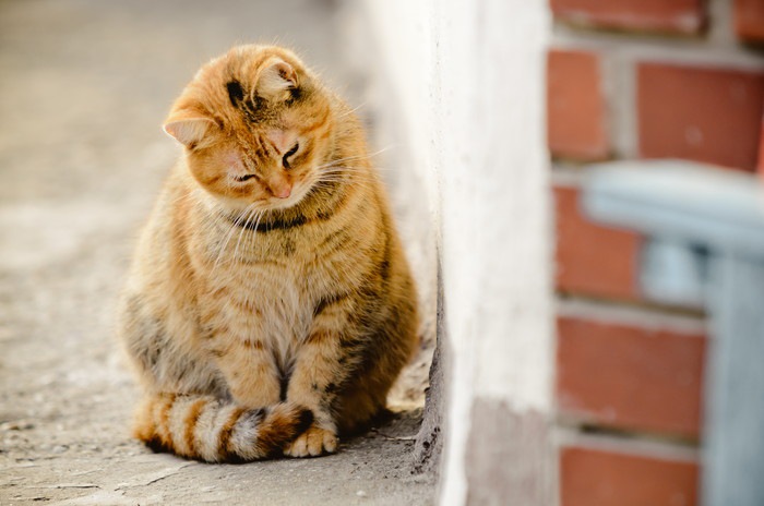 うつむく猫