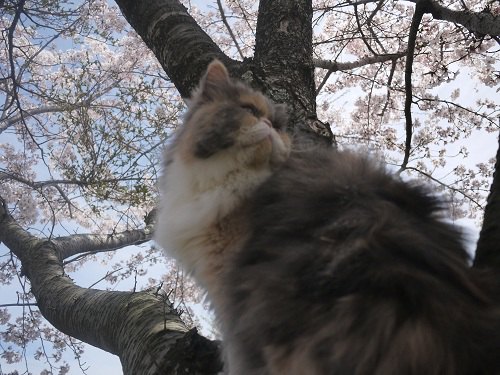 木の上の猫