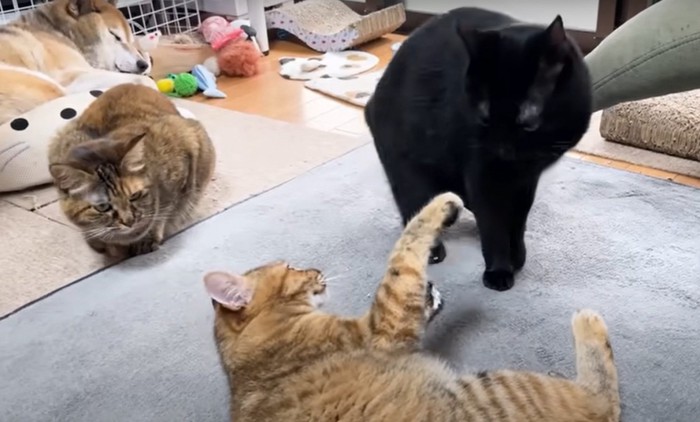 じゃれ合う猫