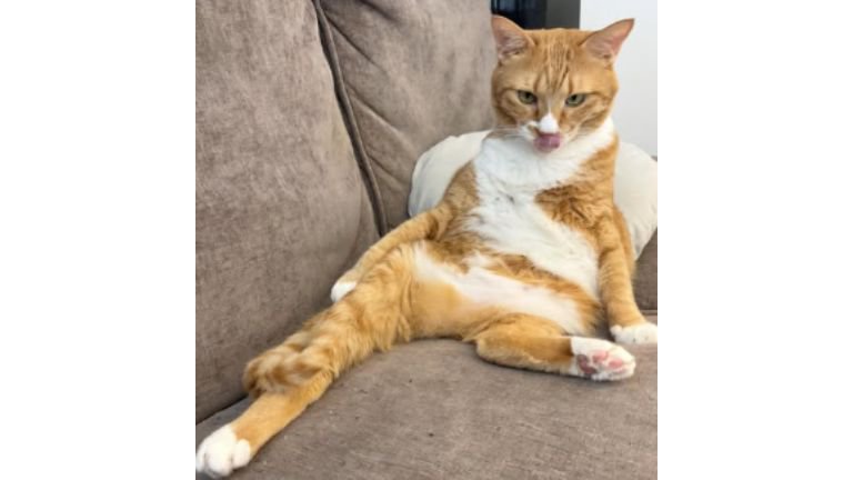 寝転がる猫