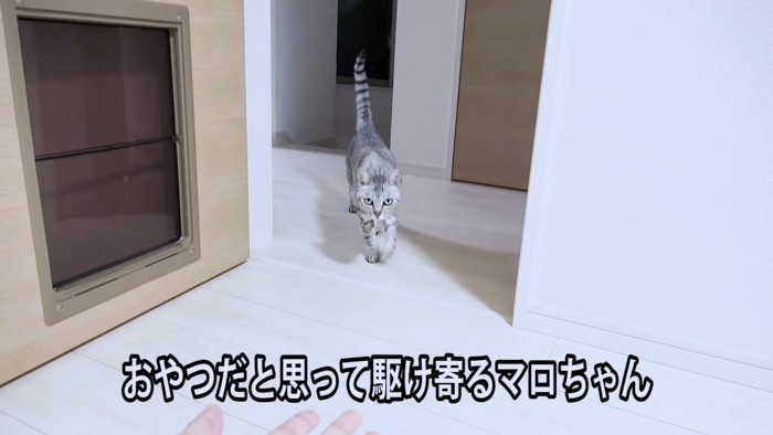 飼い主さんに駆け寄る