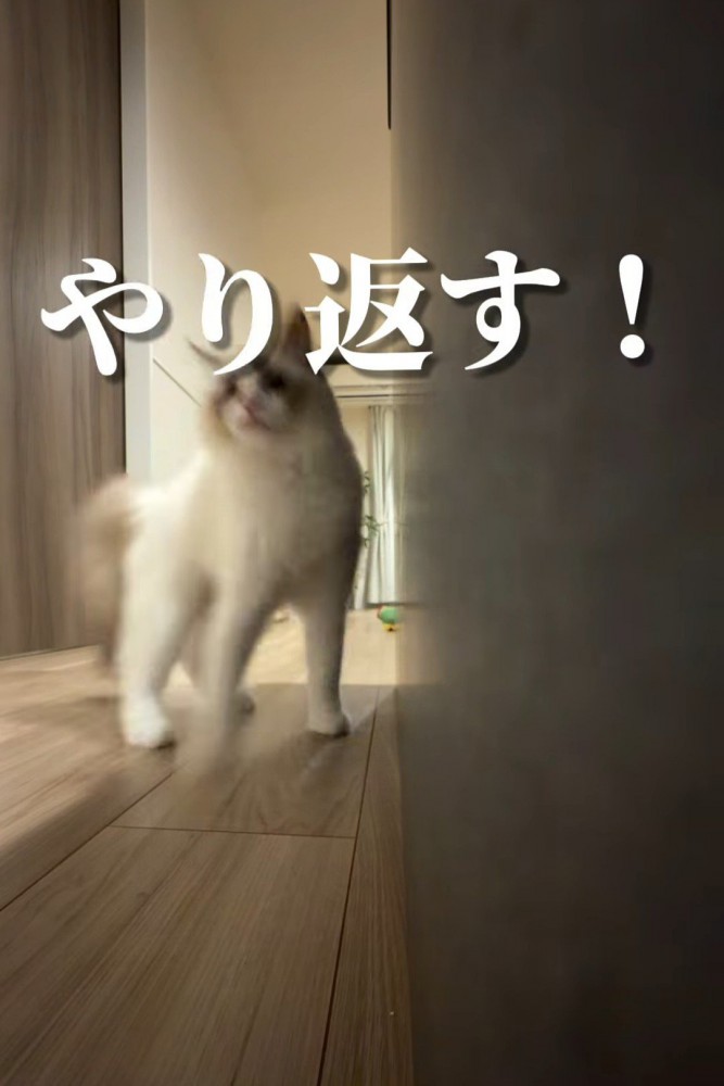 やんのかステップの猫