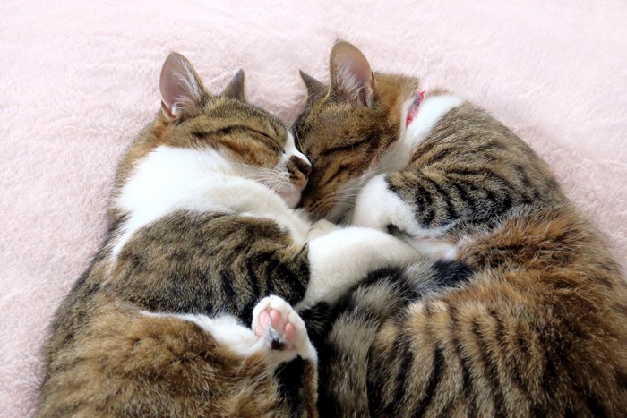 二匹で仲良く眠る猫 