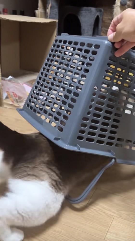 罠に入る猫の写真2