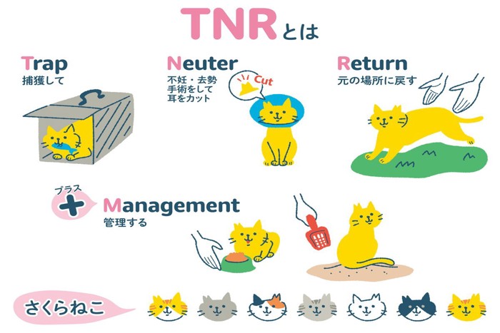 TNRと地域猫活動