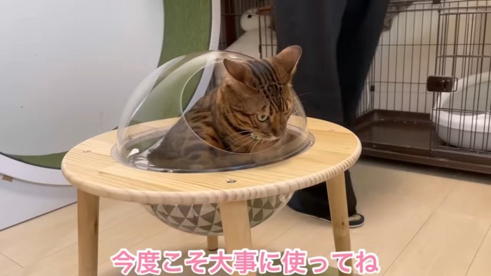 猫ハウスに入る猫