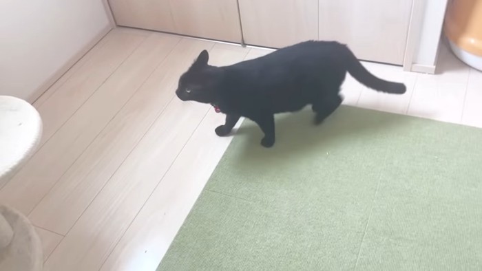 黒猫