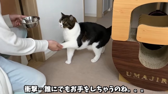 お手をする猫