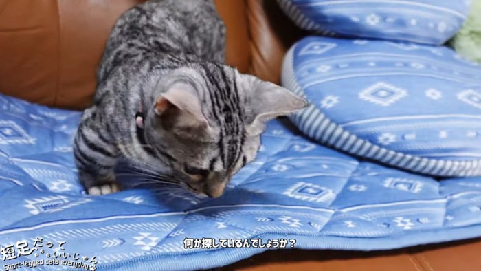 マットの上で何かを探す猫