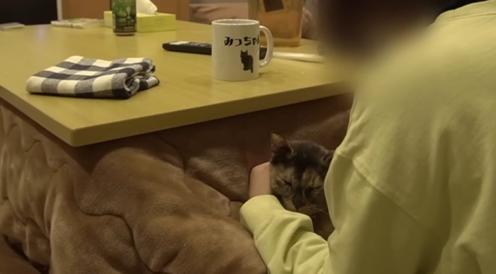 こたつに入る飼い主と膝の上にいる猫