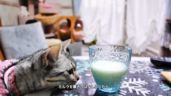 コップに近づく猫