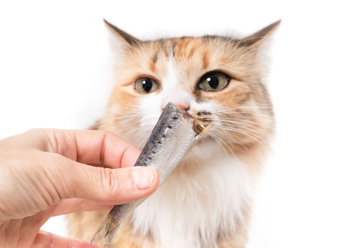 飼い主が手に持つイワシの切り身の匂いを嗅ぐ猫