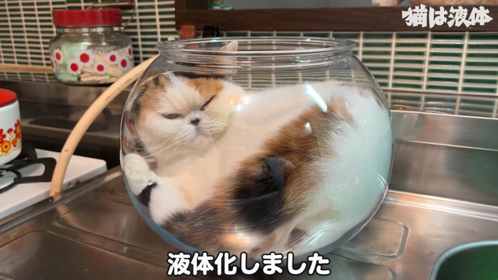 金魚鉢に入る三毛猫