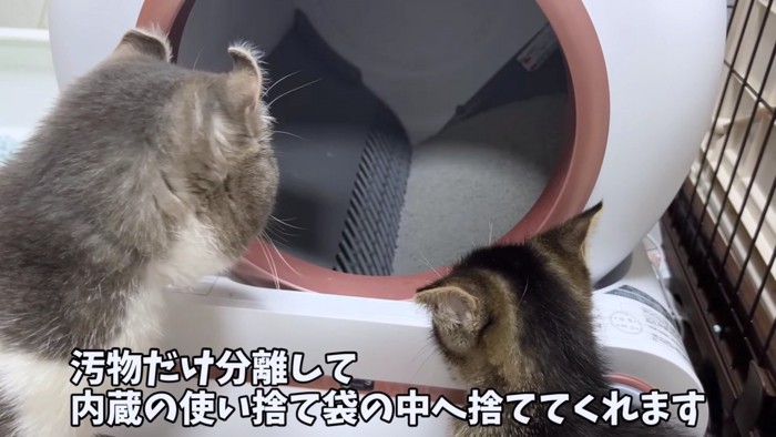 トイレを覗く2匹の猫