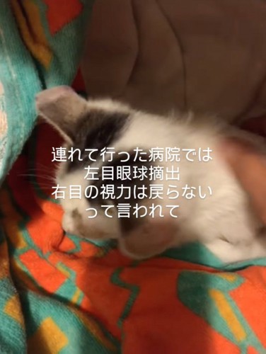 布に包まれる猫