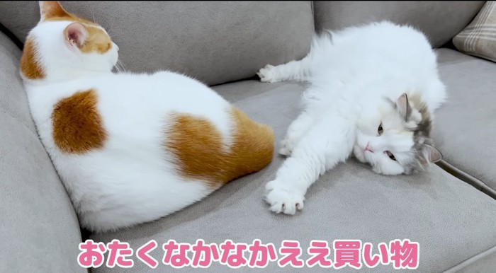 横たわる猫