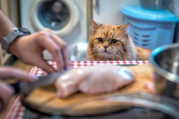 生肉をカットする飼い主の手元を見つめる猫