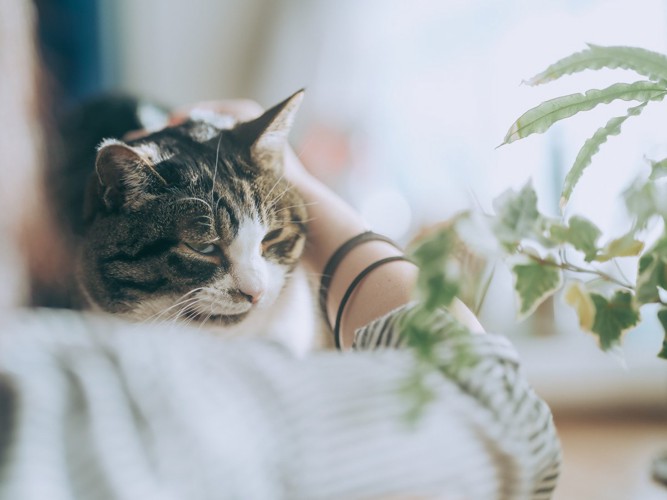 猫を撫でる女性の手