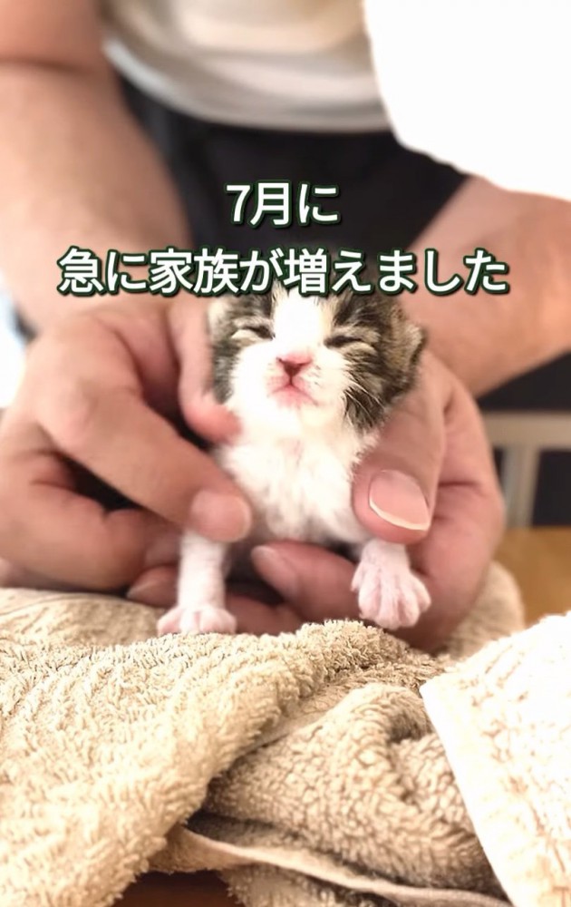 目が開いていない赤ちゃん猫