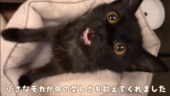 命の愛しさを