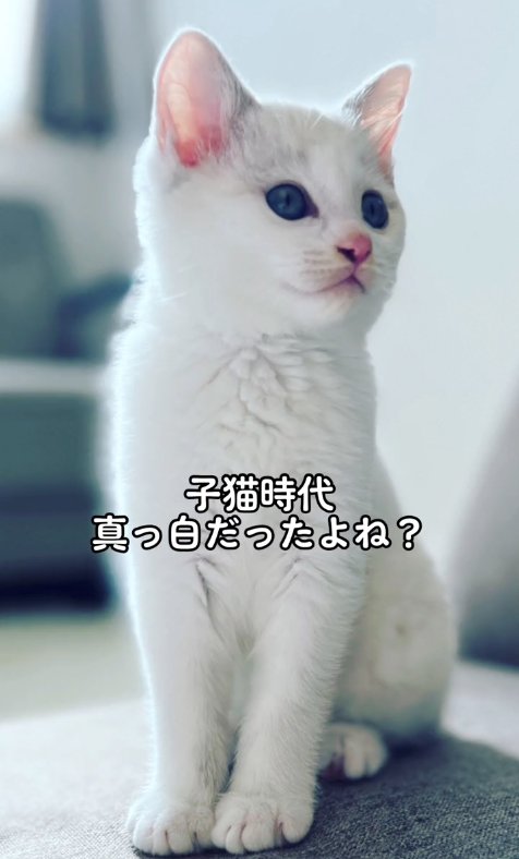 お座りしている白い子猫「子猫時代真っ白だったよね？」