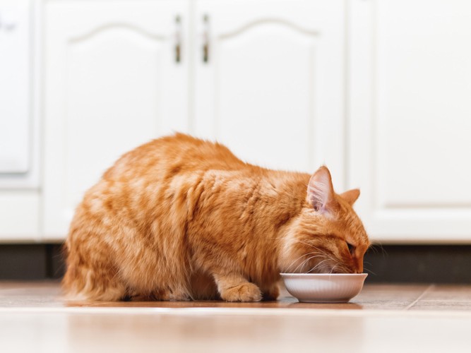 食器から食べ物を食べている猫