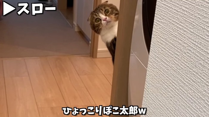 顔を出す猫