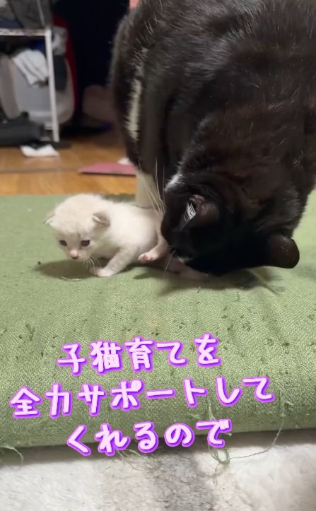 サポート